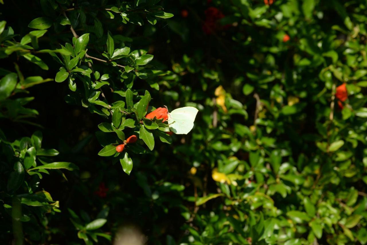 Villa Melanthi Kassiopi Corfu Exterior foto